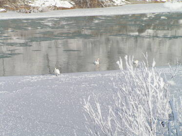 Schwäne im Winter II