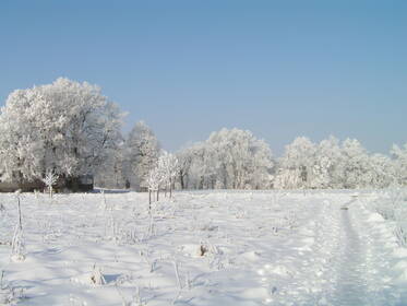 Blick vom Wald