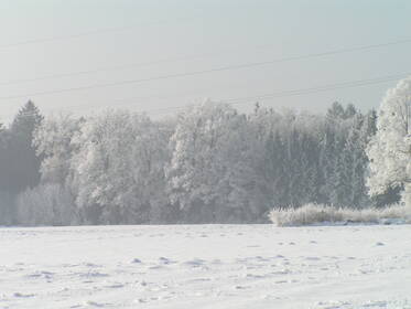 Lieppacher Holz