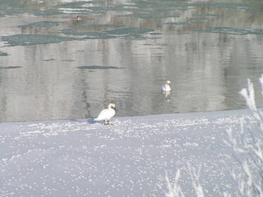 Schwäne im Winter